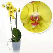 orchidee jaune - cache pot transparent